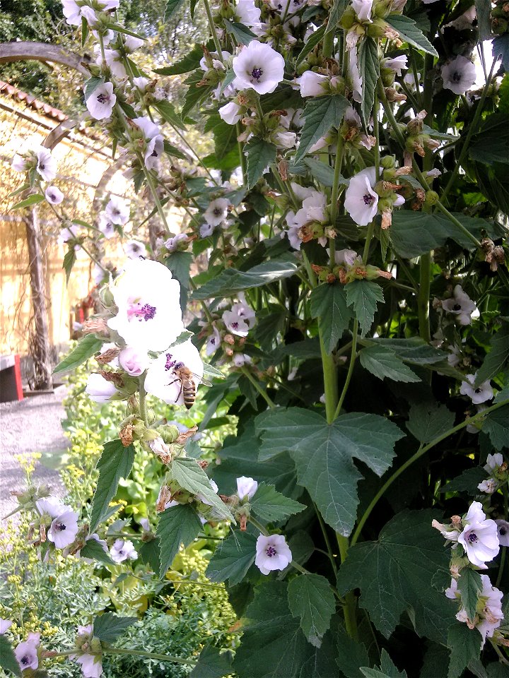 Althaea officinalis at Vasa Museum garden