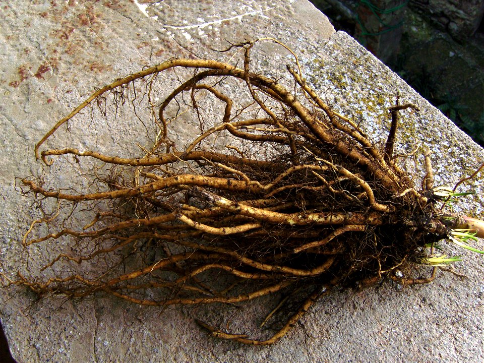Marshmallow roots from a cultivated Althaea officinalis plant, Castelltallat, Catalonia