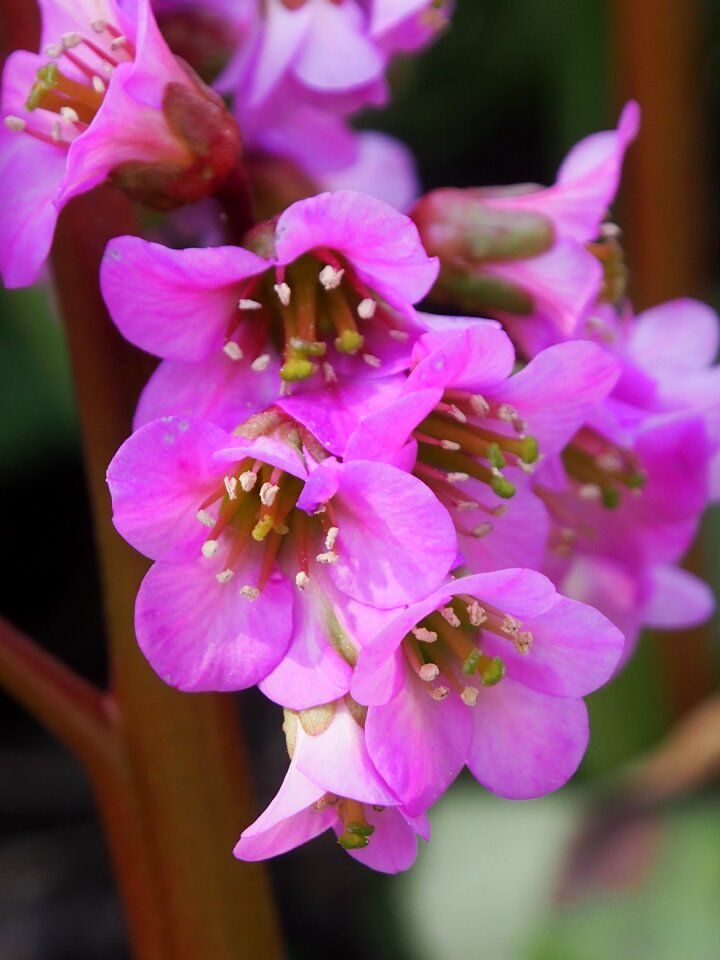 Flowers garden flowers pink