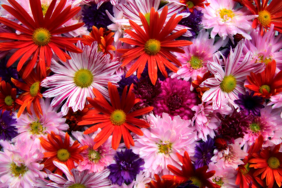 Flora colorful plant