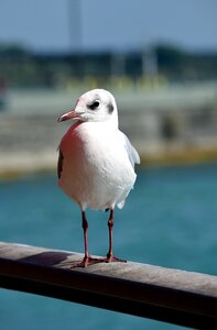 Bird sky nature photo