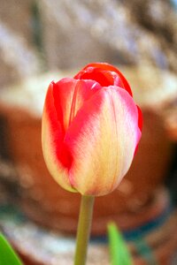 Tulip spring red photo