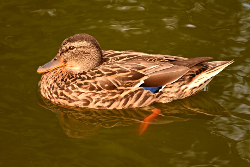 Water pond plumage photo