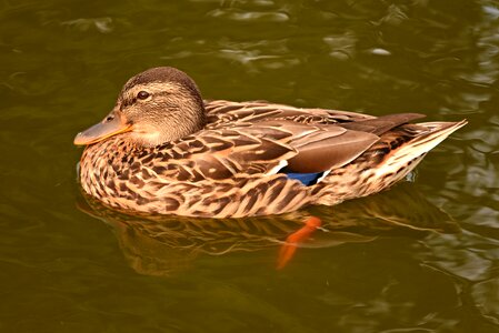 Water pond plumage