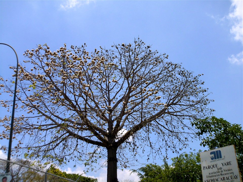 Ceiba pentandra with fruits (to the right side) and kapok surrounding seeds