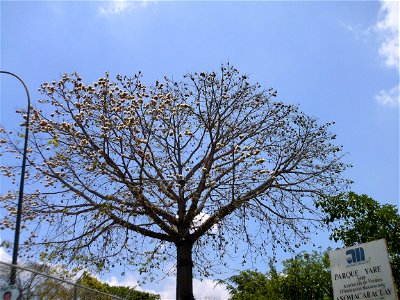 Ceiba pentandra with fruits (to the right side) and kapok surrounding seeds photo