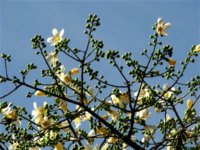 flor paineira branca