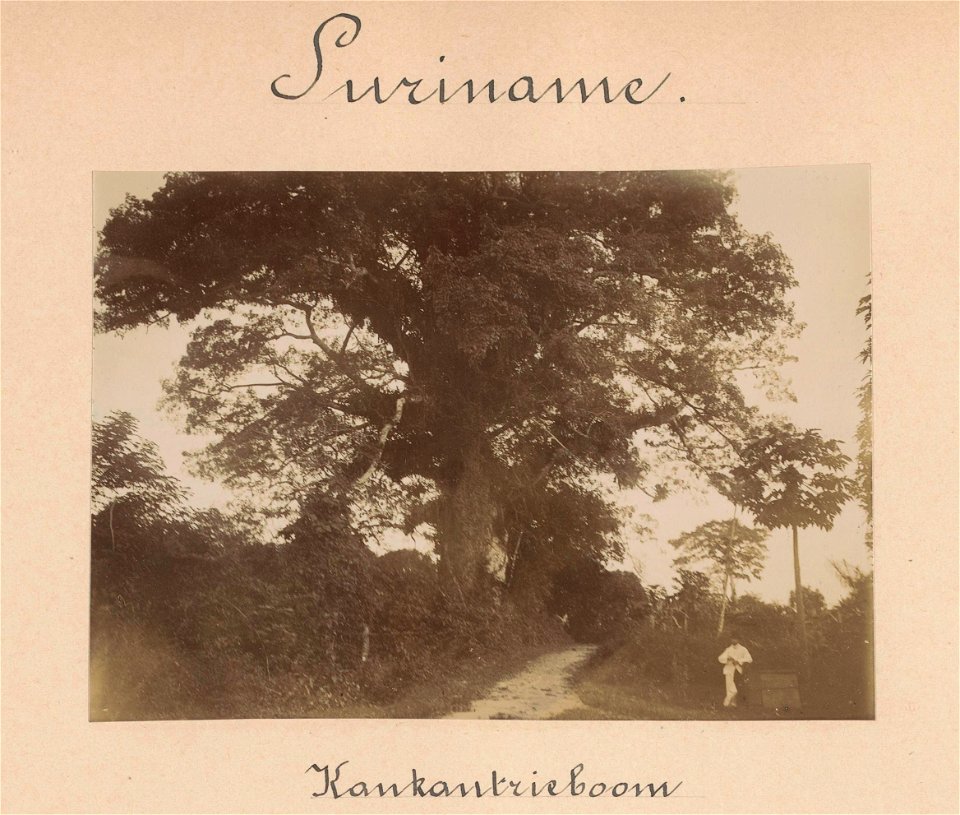 IdentificatieTitel(s): Kankantrieboom (titel op object)Objecttype: foto Objectnummer: NG-1994-32-6-1Opschriften / Merken: opschrift, boven en onder de foto, handgeschreven: ‘Suriname / Kankantrieboom’