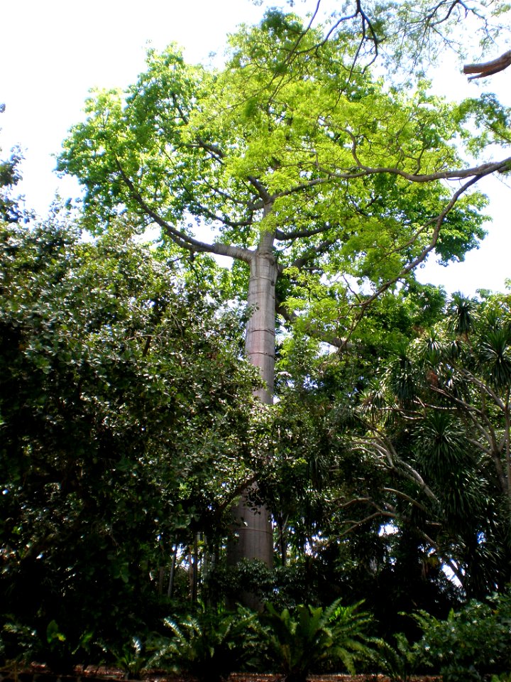 Giant kapok tree (Ceiba pentandra ), Foster Botanical Garden, Honolulu.