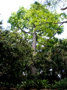 Giant kapok tree (Ceiba pentandra ), Foster Botanical Garden, Honolulu. photo