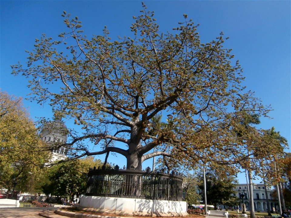 The Tree of American Fraternity in Parque de la Fraternidad, Havana, Cuba
