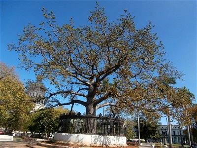 The Tree of American Fraternity in Parque de la Fraternidad, Havana, Cuba photo