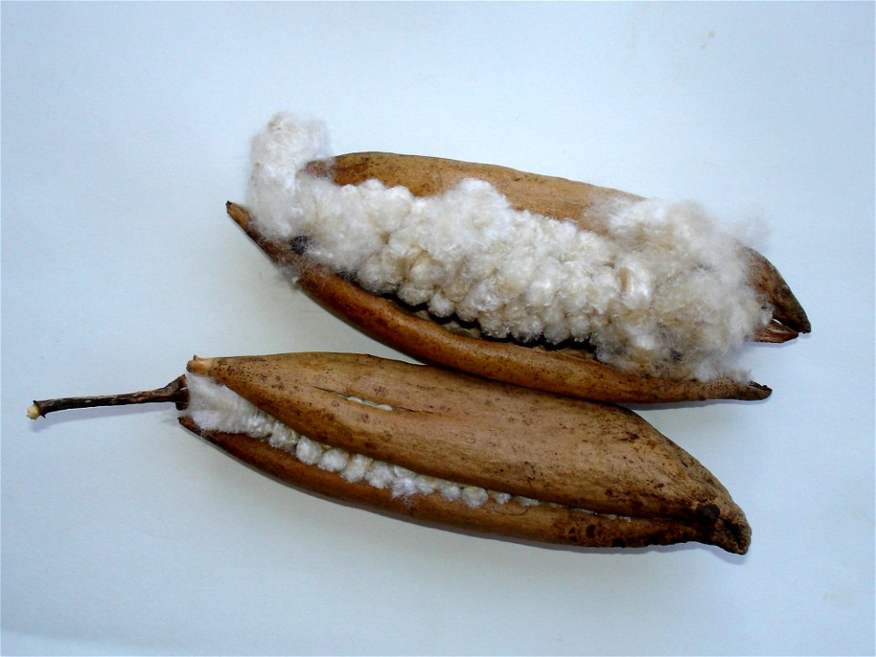 mature pods of the kapok tree, Ceiba pentandra, taken on Buton Island, Indonesia