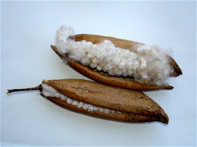 mature pods of the kapok tree, Ceiba pentandra, taken on Buton Island, Indonesia