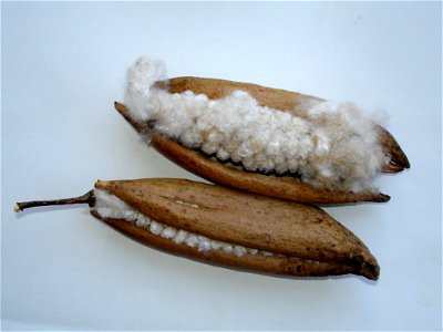 mature pods of the kapok tree, Ceiba pentandra, taken on Buton Island, Indonesia photo