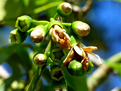 inflourescence of the kapok tree, Ceiba pentandra, taken on Buton Island, Indonesia photo