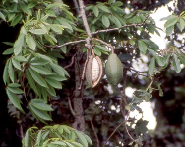 Kapok tree-pod photo