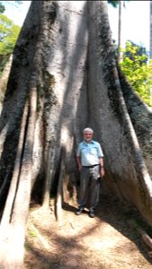 Peter Murray-Rust in front of Ceiba pentandra in the Botanical Garden of Rio de Janeiro. photo