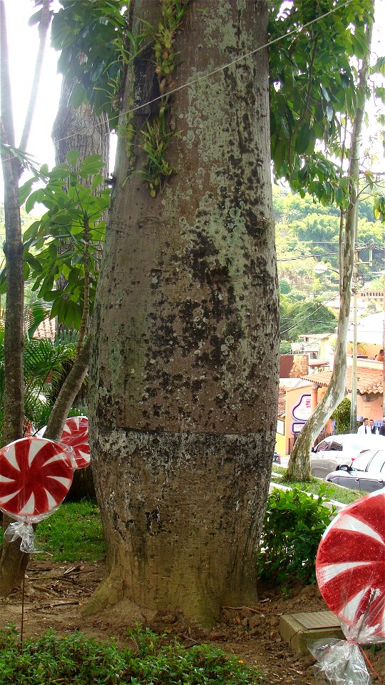 Trunk of Ceiba pentandra, showing its bottom enlargement.