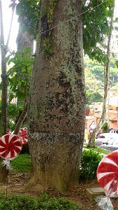Trunk of Ceiba pentandra, showing its bottom enlargement. photo