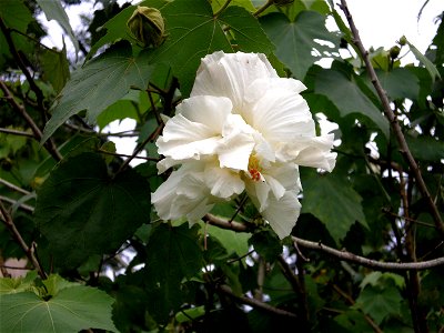 White flower of Hibiscus mutabilis (Malvaceae) photo
