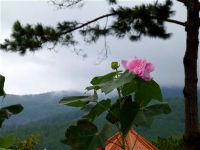 Hibiscus mutabilis in Da Lat city, Vietnam photo