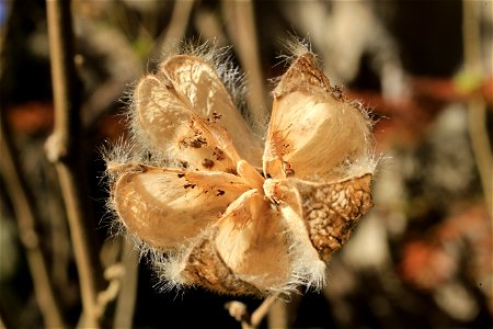 蒴果（さくか）がはじけた後の、フヨウの実. photo