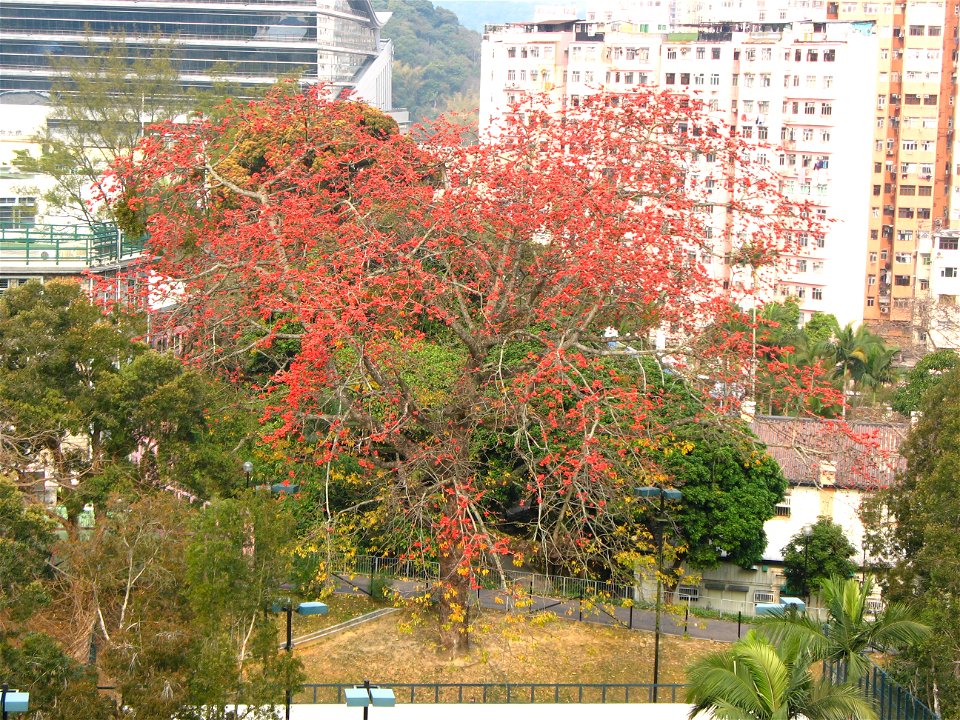 It is taken from the corridor of SKH Bishop Mok Sau Tseng Secondary School at Wan Tau Kok Lane, Tai Po, Hong Kong. But now this tree is dead because of infection and being cut down.(4/12/2009)