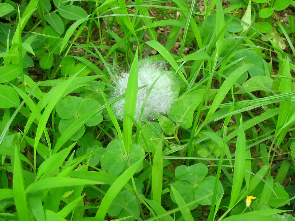 Cotton Tree Fibre found in campus lawn. Photoed by Tomchiukc 06:15, 11 May 2006 (UTC) at 11-May-2006 at the lawn of Fanling Public School, Fanling, New Territories, Hong Kong.