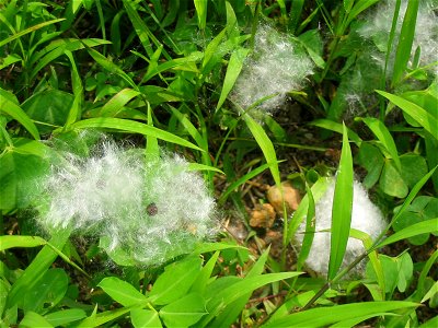 Cluster of Cotton Tree Fibre found in campus lawn. Photoed by Tomchiukc 06:17, 11 May 2006 (UTC) at 11-May-2006 at the lawn of Fanling Public School, Fanling, New Territories, Hong Kong. photo