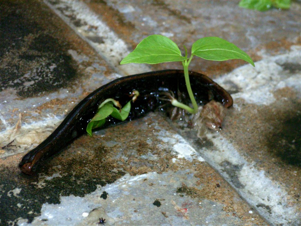 Sprouse of Cotton Tree Seed (in the campus of Fanling Public School at 08:36, 2 June 2006 (UTC)) photo