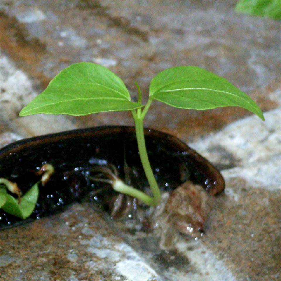 Sprouse of Cotton Tree Seed (in the campus of Fanling Public School at 08:36, 2 June 2006 (UTC))