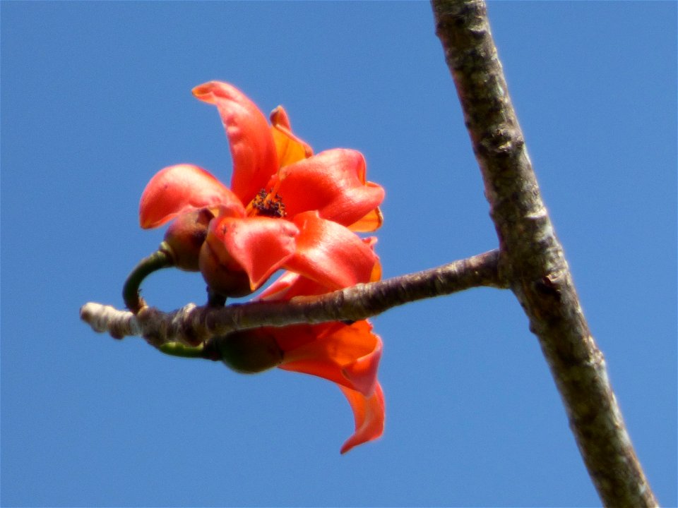 flower of the red cotten tree, Bombax ceiba, taken on Buton Island, Indonesia