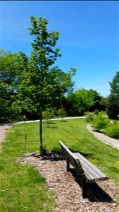 Arboretum North Chadwick Arboretum and Learning Gardens The Ohio State University Columbus, Ohio photo