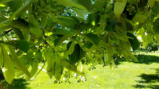 Chadwick Arboretum and Learning Gardens Arboretum North The Ohio State University Columbus, Ohio photo