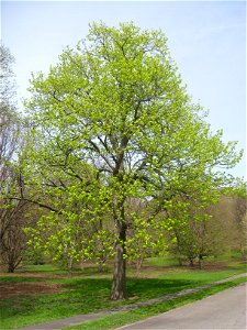 Tilia americana, Arnold Arboretum, Jamaica Plain, Boston, Massachusetts, USA. photo
