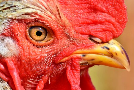 Poultry cockscomb bill