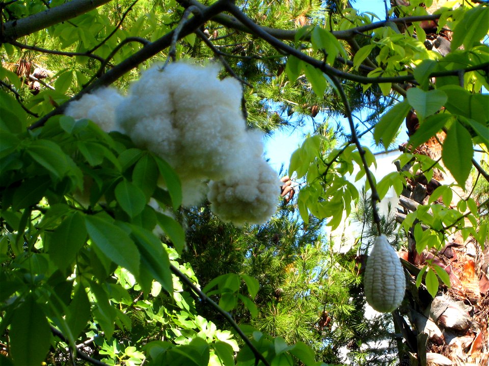 Chorisia speciosa photo