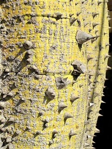 Bark of the Chorisia insignis at the entrance of the exotic garden of Monaco. photo