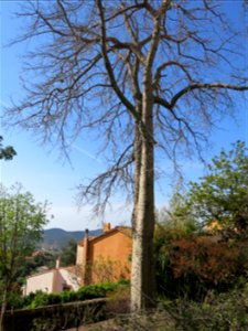 Ceiba speciosa in Bormes-les-Mimosas (Var, France). photo