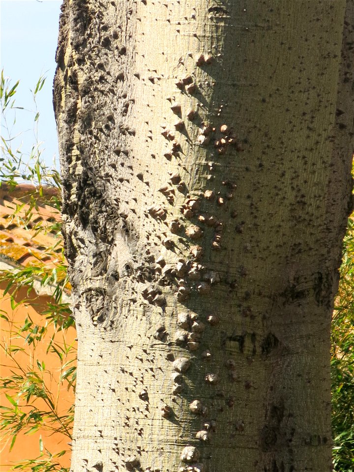 Ceiba speciosa in Bormes-les-Mimosas (Var, France). photo