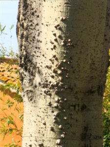 Ceiba speciosa in Bormes-les-Mimosas (Var, France).