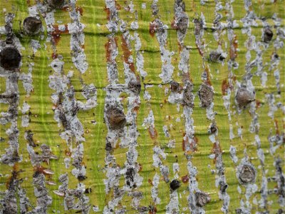 Close up of trunk of Chorisia insignis in the garden of Val-Rameh in Menton (Alpes-Maritimes, France) photo