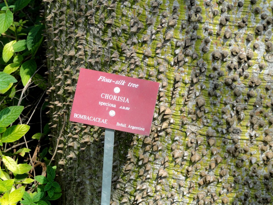 Ceiba speciosa specimen in the Jardin botanique du Val Rahmeh, Menton, Alpes-Maritimes, France.