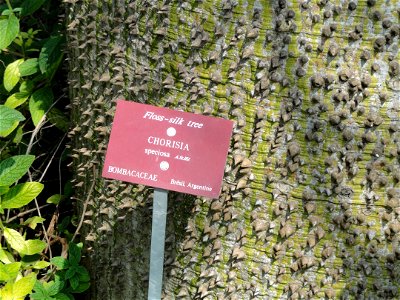 Ceiba speciosa specimen in the Jardin botanique du Val Rahmeh, Menton, Alpes-Maritimes, France.