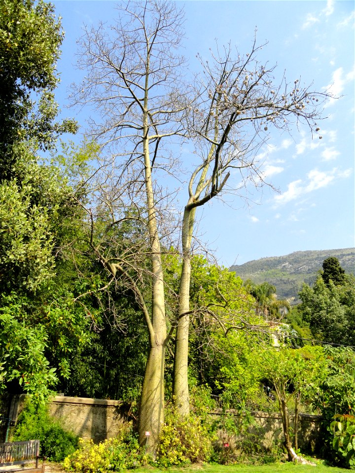 Ceiba speciosa specimen in the Jardin botanique du Val Rahmeh, Menton, Alpes-Maritimes, France.
