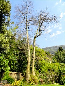 Ceiba speciosa specimen in the Jardin botanique du Val Rahmeh, Menton, Alpes-Maritimes, France. photo