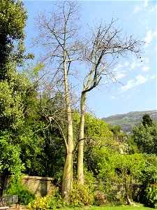 Ceiba speciosa specimen in the Jardin botanique du Val Rahmeh, Menton, Alpes-Maritimes, France.