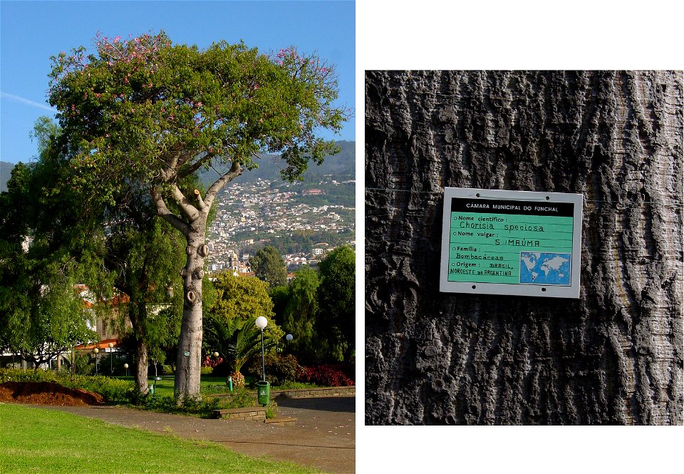 Floss silk tree. Photo taken in Madeira. photo