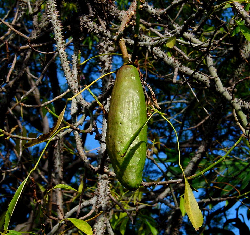 Fruit of Floss silk tree. Photo taken in Madeira.